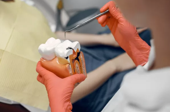 The doctor shows the patient a model of a tooth.